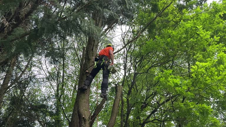 Munday, TX Tree Removal Company